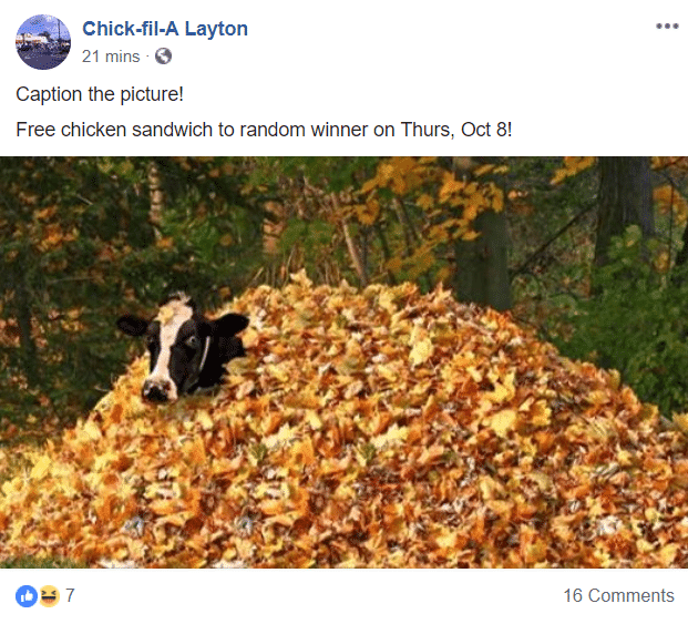 chickfila uses fun image of cow in leafs asking for followers to 'caption the picture'