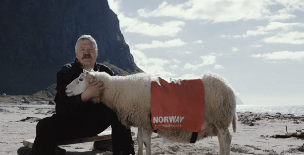 visit norway sheep